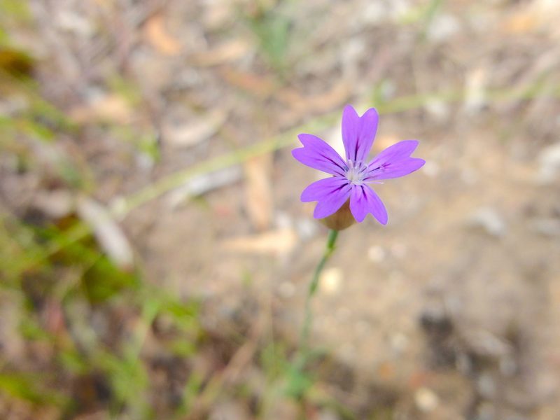 Petrorhagia nanteuilii, photographed by Kiri Bee