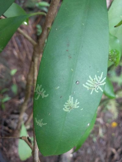 Cololejeunea planissima, photographed by Kevin Faccenda