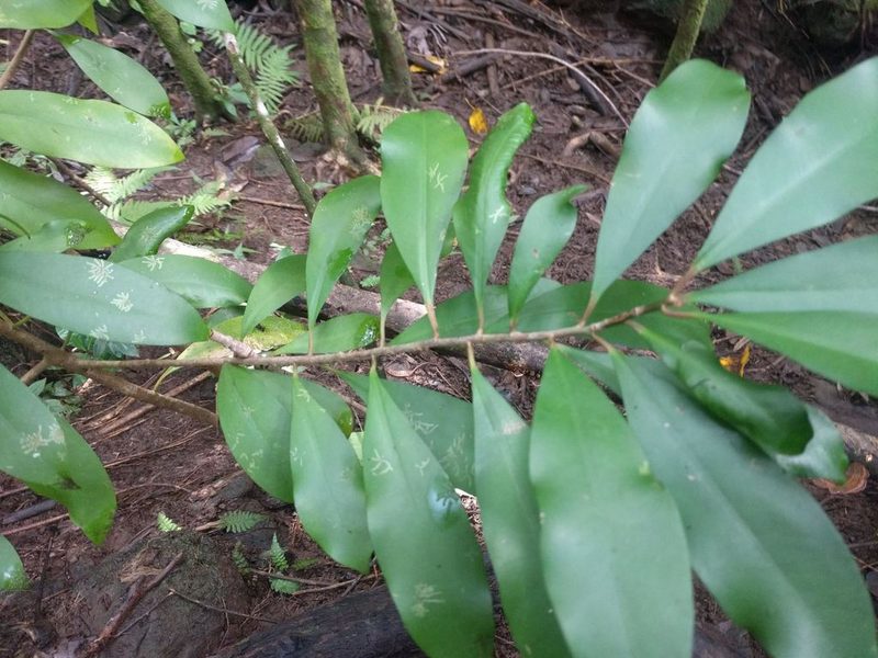 Cololejeunea planissima, photographed by Kevin Faccenda