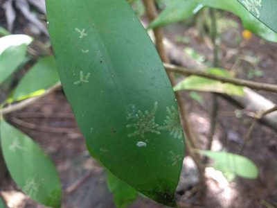 Cololejeunea planissima, photographed by Kevin Faccenda