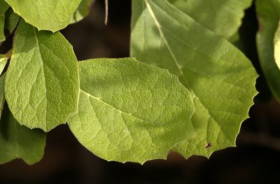 Ehretia amoena, photographed by Wynand Uys