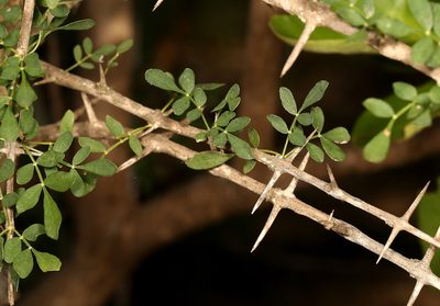 Rhigozum zambesiacum, photographed by Wynand Uys