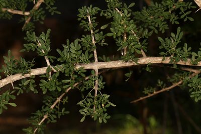 Rhigozum zambesiacum, photographed by Wynand Uys