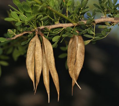 Rhigozum zambesiacum, photographed by Wynand Uys