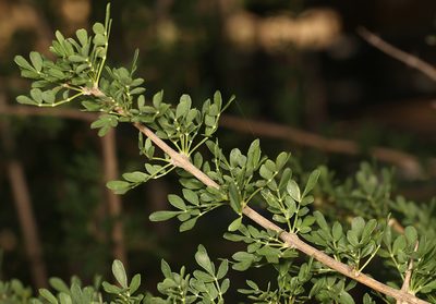 Rhigozum zambesiacum, photographed by Wynand Uys