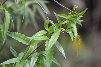 Electranthera mutica, photographed by José Belem Hernández Díaz