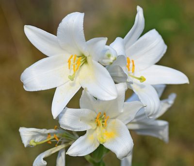Lilium candidum, photographed by Kostas Zontanos