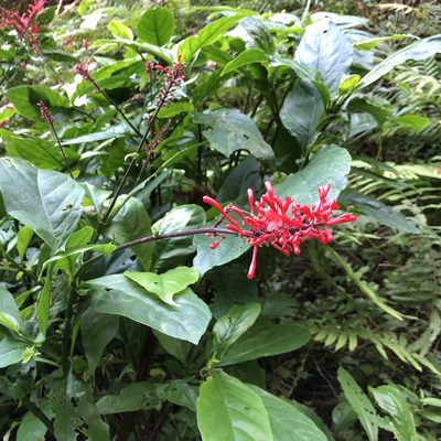 Odontonema tubaeforme, photographed by Takaaki Hattori