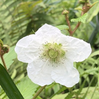 Rubus okinawensis, photographed by Takaaki Hattori