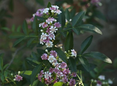 Schrebera alata, photographed by Wynand Uys