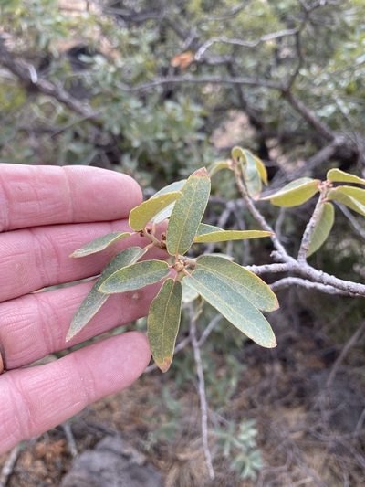 Quercus toumeyi, photographed by CK2AZ