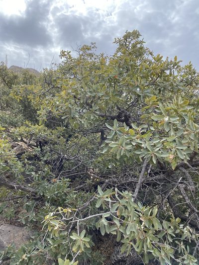 Quercus toumeyi, photographed by CK2AZ