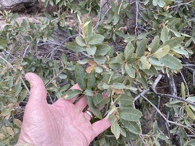 Quercus arizonica, photographed by CK2AZ