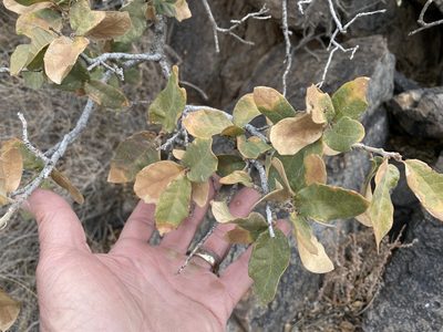Quercus arizonica, photographed by CK2AZ