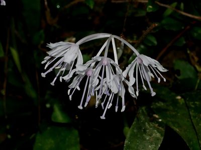 Helonias umbellata, photographed by Jacy Chen