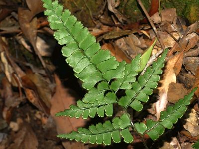 Lindsaea bonii, photographed by Jacy Chen
