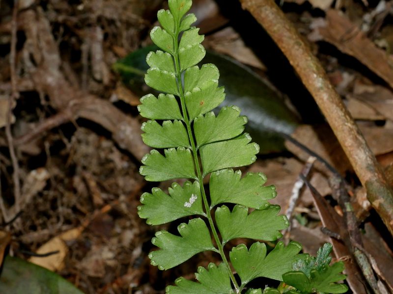 Lindsaea chienii, photographed by Jacy Chen
