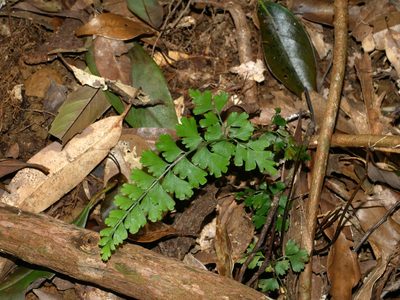 Lindsaea chienii, photographed by Jacy Chen