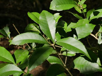 Osmanthus enervius, photographed by Jacy Chen