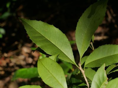 Osmanthus enervius, photographed by Jacy Chen