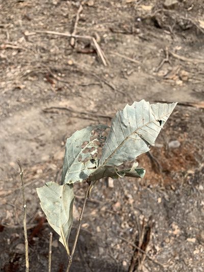 Castanopsis indica, photographed by 呂一起(Lyu yi-chi)