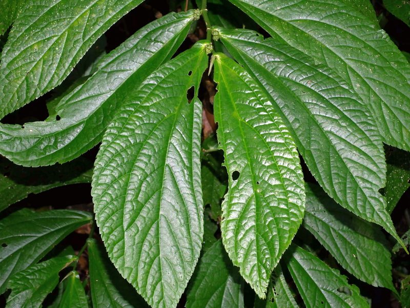 Elatostema platyphyllum, photographed by Jacy Chen