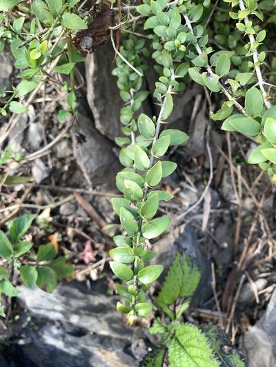 Benkara sinensis, photographed by 呂一起(Lyu yi-chi)