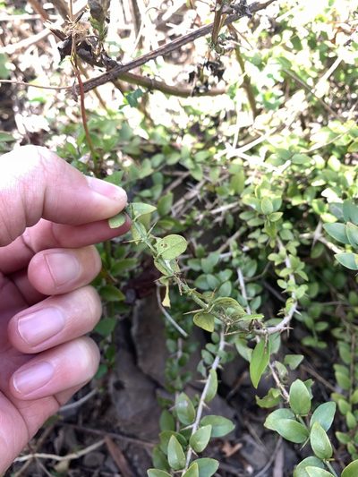 Benkara sinensis, photographed by 呂一起(Lyu yi-chi)