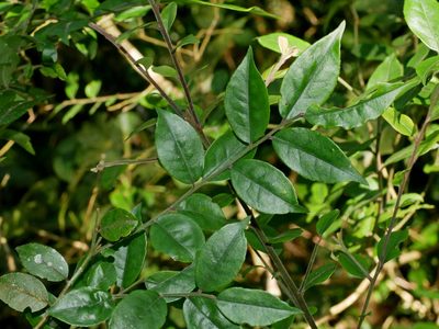 Ilex pubescens, photographed by Jacy Chen
