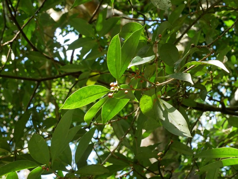 Illicium arborescens, photographed by Jacy Chen