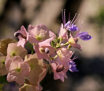 Karomia speciosa, photographed by Wynand Uys