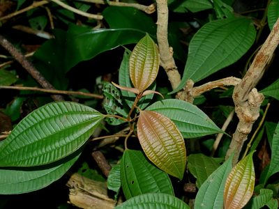 Blastus cochinchinensis, photographed by Jacy Chen