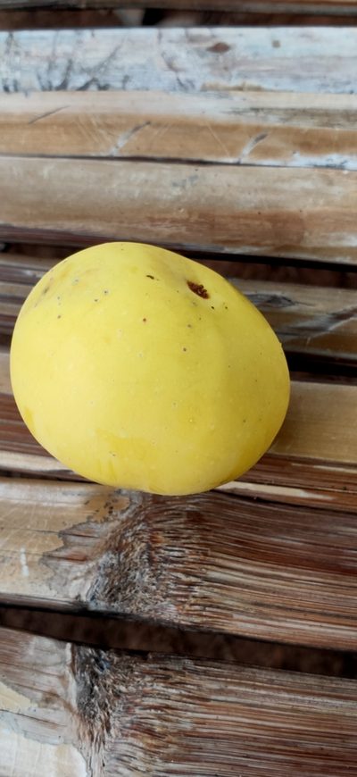 Diospyros decandra, photographed by Wutthichayapartith Rasvara Nangkasamarinile