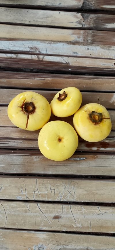 Diospyros decandra, photographed by Wutthichayapartith Rasvara Nangkasamarinile