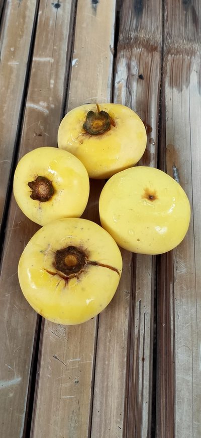 Diospyros decandra, photographed by Wutthichayapartith Rasvara Nangkasamarinile