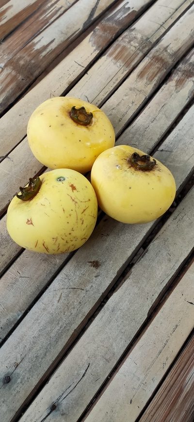 Diospyros decandra, photographed by Wutthichayapartith Rasvara Nangkasamarinile