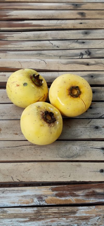 Diospyros decandra, photographed by Wutthichayapartith Rasvara Nangkasamarinile