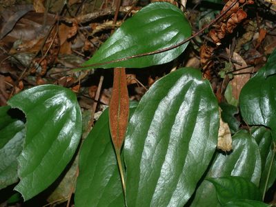 Cheiropleuria integrifolia, photographed by Jacy Chen