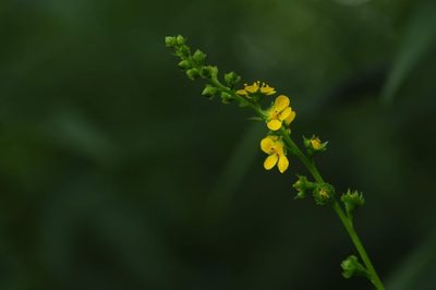 Agrimonia striata, photographed by Marc-Aurèle Vallée
