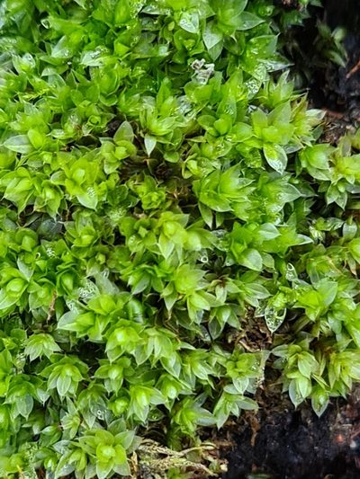 Rosulabryum moravicum, photographed by Jacek Pietruszewski
