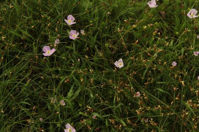 Mayaca fluviatilis, photographed by Andrés Ramírez-Barrera