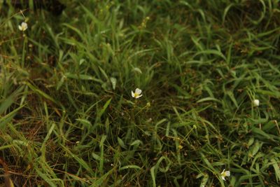 Helanthium bolivianum, photographed by Andrés Ramírez-Barrera