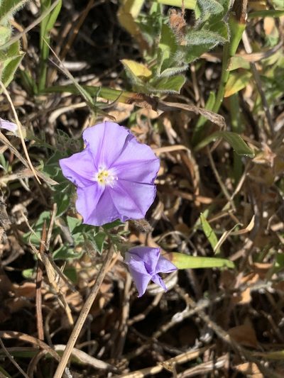 Convolvulus sabatius, photographed by Dave Richardson
