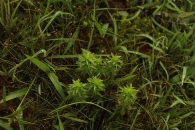 Paepalanthus fluviatilis, photographed by Andrés Ramírez-Barrera