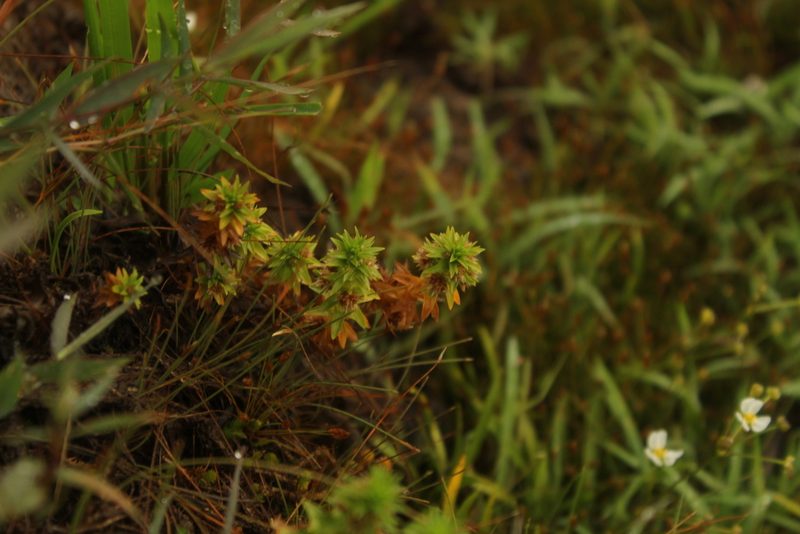 Paepalanthus fluviatilis, photographed by Andrés Ramírez-Barrera