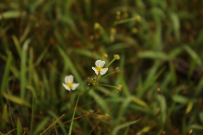 Helanthium bolivianum, photographed by Andrés Ramírez-Barrera