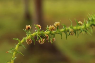 Paepalanthus fluviatilis, photographed by Andrés Ramírez-Barrera