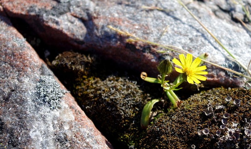 Crepis nigrescens, photographed by Георгий Виноградов (Georgy Vinogradov)