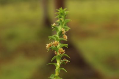 Paepalanthus fluviatilis, photographed by Andrés Ramírez-Barrera