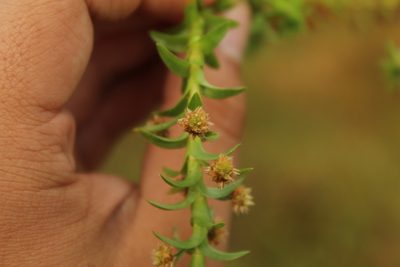 Paepalanthus fluviatilis, photographed by Andrés Ramírez-Barrera